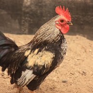 ChickyNamibia