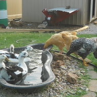 thequackshack