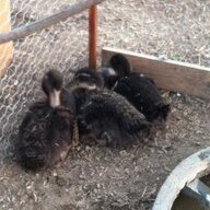 socalducks