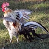 BarkingChickens