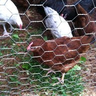 moodyALchicken