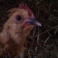 Chicken2628