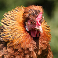 Polona