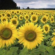 sunflowerchick