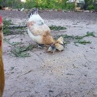 TaraBellaBirds