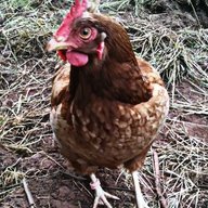 ihavechickens