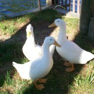 Islandducklady