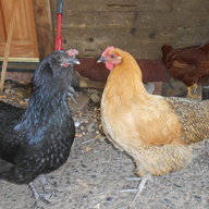 HeatherzHens