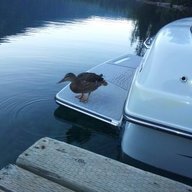 lucyducky