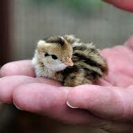 babybuttonquail