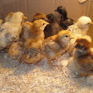 robins chicks
