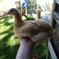 sandybrookchick