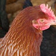 Rhoda red