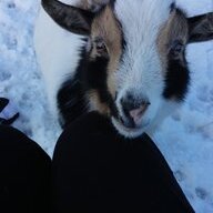 goats rule 101