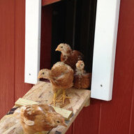 YOOPER FLOCK