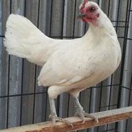 dschicken