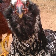 chicknma