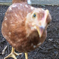ChicksNQuails