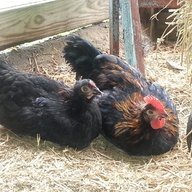 Fowl Wench