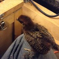 DarthRooster