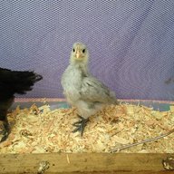 CluckinghamPal
