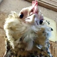 chicken jedi