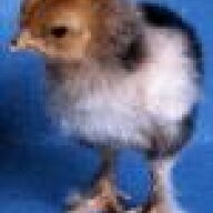 SoJoChickens
