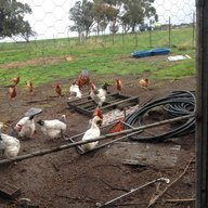 chickyfuzz