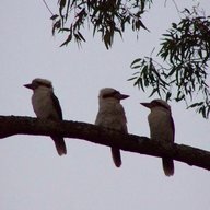 Kookaburra