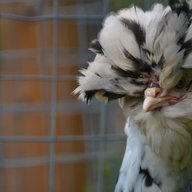 polishchicken03