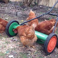 Chickens And Me