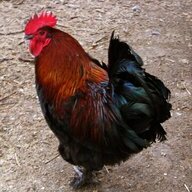 ChickenIsh