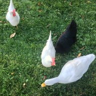 ClucksnDucksMI