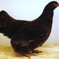 chickenforever