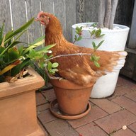 ChickenNic