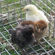 stpaulchickens