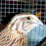 cotquail