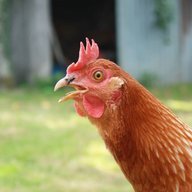 Calimero