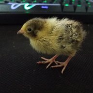DaletheQuail