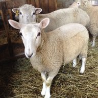 Sheepchickens