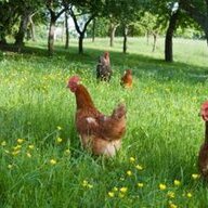 feedchick
