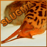 Slugma