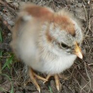 BoiledEgg