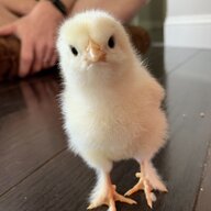 MaineChickenGuy