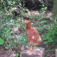 One Red Hen