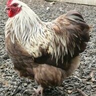 TheChicknShack