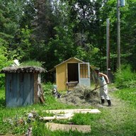borealmum
