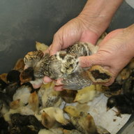 Feather nest