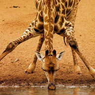 giraffechick