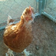 Reds Hens